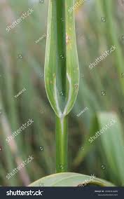 Attēlu rezultāti vaicājumam “Allium scorodoprasum leaf”