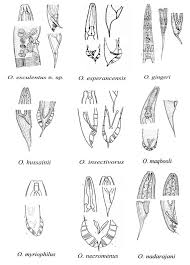 Attēlu rezultāti vaicājumam “Insectivora”