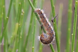 Attēlu rezultāti vaicājumam “Lasiocampa quercus imago”