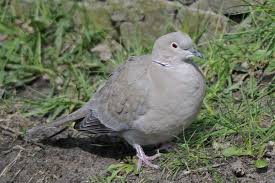 Attēlu rezultāti vaicājumam “Streptopelia decaocto”