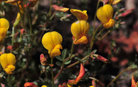 Attēlu rezultāti vaicājumam “Lotus corniculatus flower”