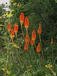 Attēlu rezultāti vaicājumam “Leucojum vernum var. carpathicum”