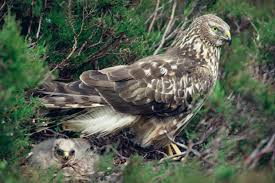 Image result for County Antrim Harriers