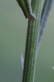 Attēlu rezultāti vaicājumam “Crepis tectorum fruit”