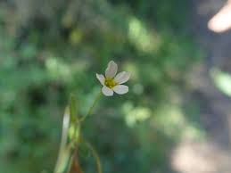 Attēlu rezultāti vaicājumam “Linum catharticum flower”