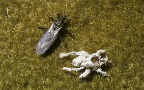 Attēlu rezultāti vaicājumam “Reduvius personatus”