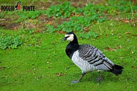 Attēlu rezultāti vaicājumam “Branta leucopsis adult”