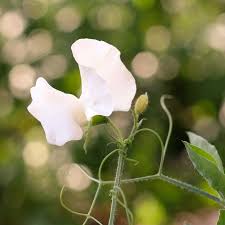 Image result for Lathyrus odoratus