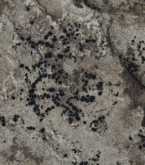 Attēlu rezultāti vaicājumam “Porpidia macrocarpa”