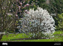 Attēlu rezultāti vaicājumam “Magnolia x loebneri”