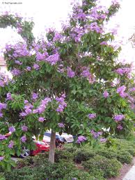 Image result for Lagerstroemia