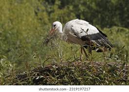 Attēlu rezultāti vaicājumam “Ciconia ciconia adult”