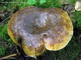 Attēlu rezultāti vaicājumam “Lactarius necator”