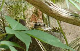Attēlu rezultāti vaicājumam “Muscicapa striata nest”