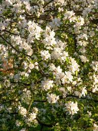 Attēlu rezultāti vaicājumam “Malus sylvestris”
