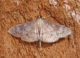 Attēlu rezultāti vaicājumam “Pleuroptya ruralis”