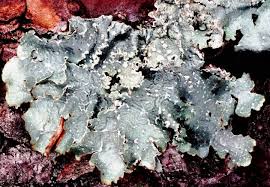 Attēlu rezultāti vaicājumam “Punctelia subrudecta”