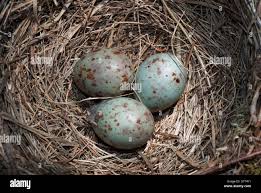 Attēlu rezultāti vaicājumam “Turdus viscivorus nest”