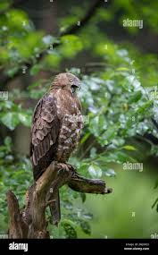 Attēlu rezultāti vaicājumam “Pernis apivorus”