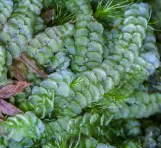 Attēlu rezultāti vaicājumam “Calypogeia fissa”