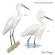 Image result for Egretta thula