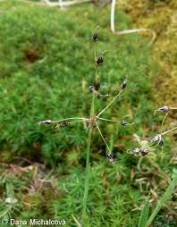 Attēlu rezultāti vaicājumam “Luzula pilosa bud”