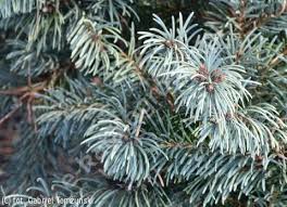 Attēlu rezultāti vaicājumam “Pseudotsuga menziesii var. glauca”