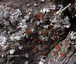 Attēlu rezultāti vaicājumam “Bacidia rubella”