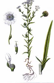 Attēlu rezultāti vaicājumam “Achillea salicifolia flower”