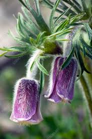 Attēlu rezultāti vaicājumam “Pulsatilla pratensis flower”