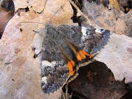 Attēlu rezultāti vaicājumam “Archiearis parthenias”