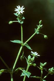Attēlu rezultāti vaicājumam “Myosoton aquaticum”