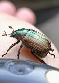 Attēlu rezultāti vaicājumam “Anomala dubia”