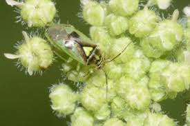Attēlu rezultāti vaicājumam “Orthops campestris”