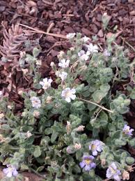 Attēlu rezultāti vaicājumam “Microrrhinum minus leaf”