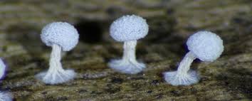 Attēlu rezultāti vaicājumam “Didymium squamulosum stalked”