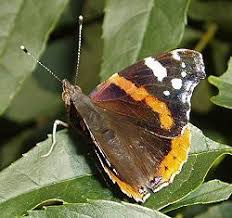 Attēlu rezultāti vaicājumam “Lepidoptera”