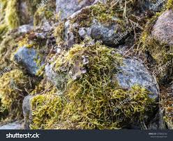 Attēlu rezultāti vaicājumam “Peltigera extenuata”