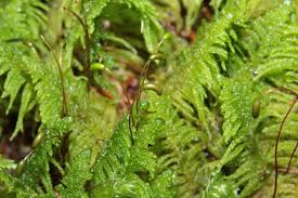 Attēlu rezultāti vaicājumam “Ptilium crista-castrensis sporophyte”