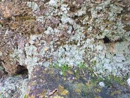 Attēlu rezultāti vaicājumam “Lepraria incana”