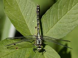 Attēlu rezultāti vaicājumam “Ophiogomphus cecilia”