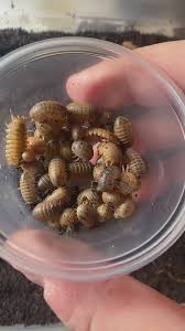 Attēlu rezultāti vaicājumam “Euura brevicornis”