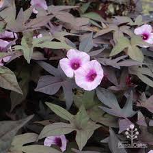 Image result for Ipomoea Lavender