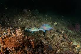 Image result for Scarus taeniopterus