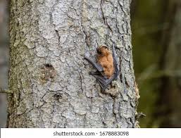 Attēlu rezultāti vaicājumam “Nyctalus leisleri”