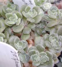 Image result for Aichryson