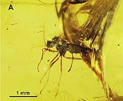 Attēlu rezultāti vaicājumam “Psychodidae”