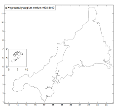 Attēlu rezultāti vaicājumam “Hygroamblystegium varium sporophyte”