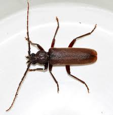 Attēlu rezultāti vaicājumam “Criocephalus rusticus”