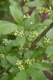 Attēlu rezultāti vaicājumam “Euonymus europaeus leaf”